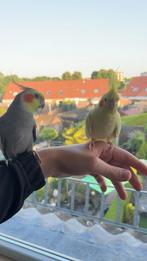 2 valkparkieten inclusief toebehoren, Meerdere dieren, Parkiet