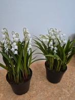 Set van 2 kunstplantjesnieuw, Ophalen of Verzenden, Nieuw
