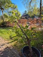 Perenboom, Tuin en Terras, Planten | Bomen, Ophalen, Overige soorten