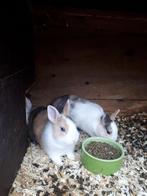 Te koop: mooie, 3-kleurige dwerg dekrammetjes, Dieren en Toebehoren, Mannelijk, Dwerg, 0 tot 2 jaar