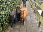 Te koop pony’s, Dieren en Toebehoren, Merrie