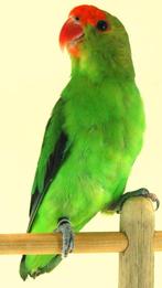 AGAPORNIS TARANTA MAN van 2025., Mannelijk, Dwergpapegaai of Agapornis, Geringd