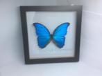 Morpho Didius, Verzamelen, Dierenverzamelingen, Ophalen of Verzenden, Nieuw, Overige soorten, Opgezet dier