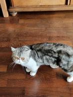 Goed tehuis gezocht voor Binky exotic shorthair black silver, Kater