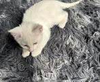 Molenhoek, Dieren en Toebehoren, Katten en Kittens | Overige Katten, Poes