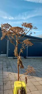 Te koop Grote gedroogde berenklauw, Ophalen