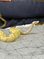 Koningspython banana, Dieren en Toebehoren, Reptielen en Amfibieën