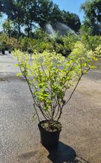 Hydrangea Paniculate 'Bobo', Ophalen, Hortensia, Struik, Minder dan 100 cm