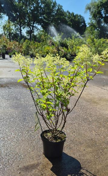 Hydrangea Paniculate 'Bobo'  beschikbaar voor biedingen