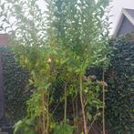 Liguster struikplanten, Vaste plant, Halfschaduw, Zomer, Ophalen