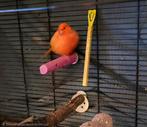 Kanarie man aangeboden, Dieren en Toebehoren, Vogels | Kanaries, Mannelijk, Kleurkanarie