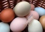Broedeieren easter eggs regenboog, Dieren en Toebehoren, Pluimvee, Geslacht onbekend, Kip