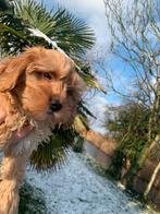 Schitterende Mini Doodle pups, Dieren en Toebehoren, Overige rassen, CDV (hondenziekte), 8 tot 15 weken, Meerdere