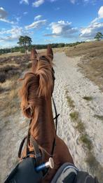 Bijrijder gezocht/ verzorgpaard aangeboden, Dieren en Toebehoren, Paarden en Pony's | Verzorgingsproducten, Verzenden, Nieuw