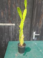 Cactus plant, Tuin en Terras, Ophalen, Zomer, Overige soorten, Volle zon