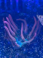 Tepelanemoon sunburst, Dieren en Toebehoren, Vissen | Aquariumvissen, Vis