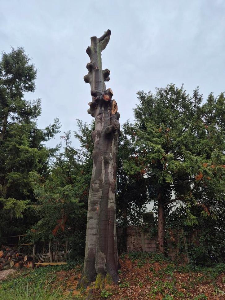 Beukenhout, Doe-het-zelf en Verbouw, Hout en Planken, Ophalen