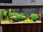 JUWEL RIO 240 met chihiros universal wrgb  DRAAIEND AQUARIUM, Dieren en Toebehoren, Vissen | Aquaria en Toebehoren, Ophalen, Gebruikt