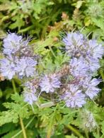 Phacelia, Tuin en Terras, Bloembollen en Zaden, Ophalen of Verzenden, Voorjaar, Volle zon, Zaad