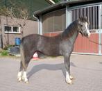 Welsh -A pony`s /veulens, Niet van toepassing, 0 tot 2 jaar, B pony (1.17m tot 1.27m), Meerdere dieren