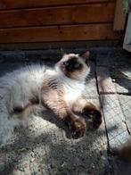 Ragdoll poes herplaats (fok), Dieren en Toebehoren, Katten en Kittens | Raskatten | Langhaar, Poes, Gechipt, 0 tot 2 jaar