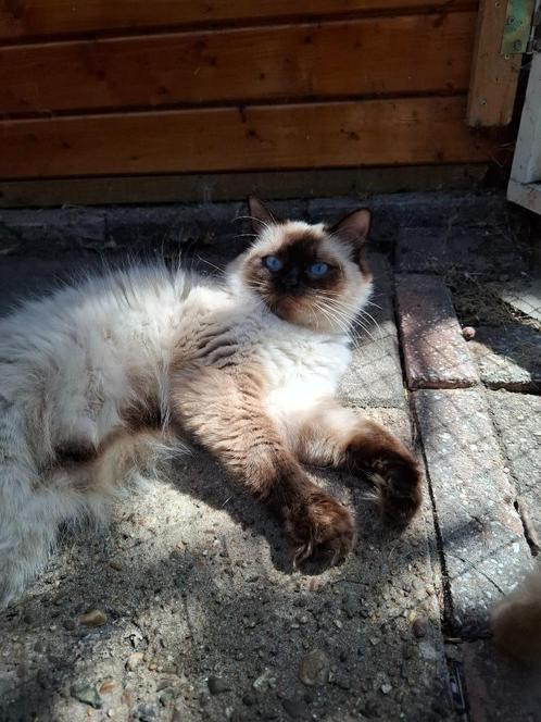 Ragdoll poes herplaats (fok), Dieren en Toebehoren, Katten en Kittens | Raskatten | Langhaar, Poes, 0 tot 2 jaar, Met stamboom