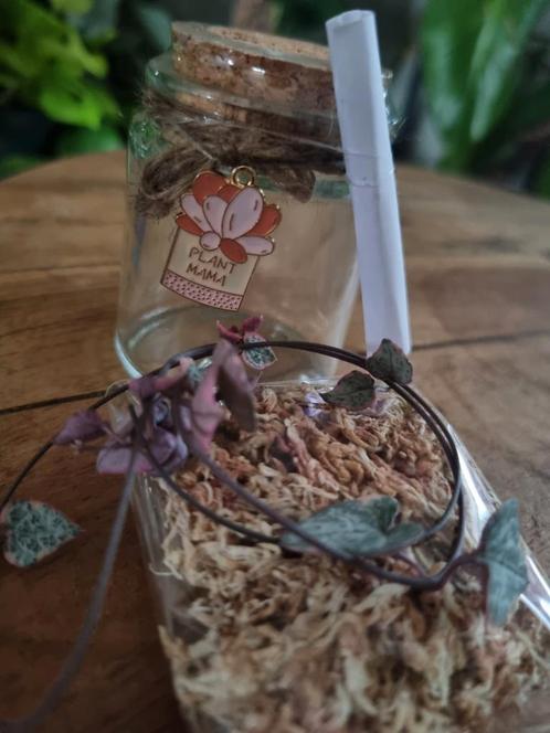 Stekflesje | Plant mama, Huis en Inrichting, Kamerplanten, Overige soorten, Minder dan 100 cm, Ophalen of Verzenden