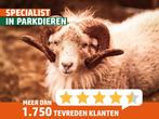 Quessant schapen | Kleine schapen | deskundig advies!