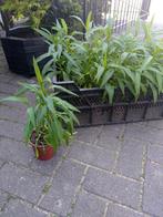 blauw paarse herfstaster, Tuin en Terras, Planten | Tuinplanten, Volle zon, Vaste plant, Zomer, Ophalen