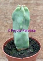 TOTEMPAAL CACTUS - Lophocereus schottii forma monstruosus, Cactus, Bloeiende kamerplant, Volle zon, Verzenden