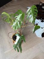 Monstera variegata albo, Ophalen, Halfschaduw, Minder dan 100 cm