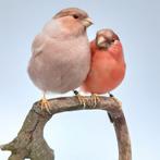 opgezet duo pastelbruine noorse goudvinken taxidermie, Ophalen of Verzenden, Vogel, Opgezet dier