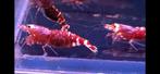 Red metallic Nanashi garnalen caridina aquarium bezorging, Kreeft, Krab of Garnaal