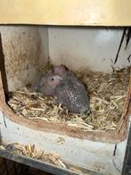 Geboren 26/10, Dieren en Toebehoren, Vogels | Parkieten en Papegaaien, Geslacht onbekend, Papegaai