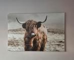 Glasschilderij schotse hooglander, Ophalen of Verzenden