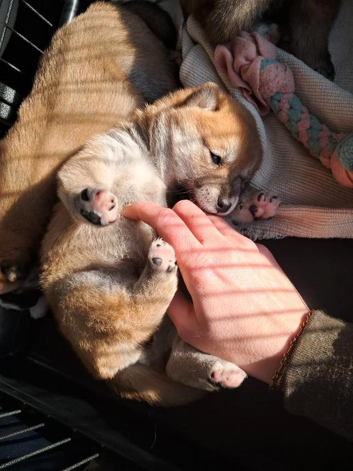 Shiba Inu pups beschikbaar, Dieren en Toebehoren, Honden | Poolhonden, Keeshonden en Oertypen, Meerdere dieren, Overige rassen