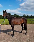 Werkwillige eigengefokte Ster Sport-springen merrie (1.30m), Merrie, Springpaard