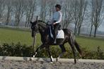 Mooie en eerlijke 5-jarige dressuur ruin, Met stamboom, Ruin, Dressuurpaard, 3 tot 6 jaar