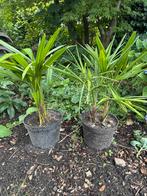 Trachycarpus fortunei of Chinese Waaierpalm, Ophalen of Verzenden, Zomer, Overige soorten, Volle zon