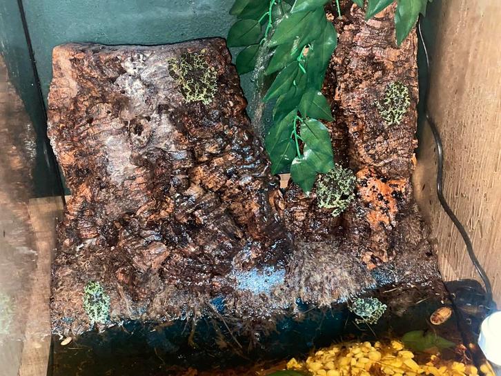 Vietnamese mossy frog