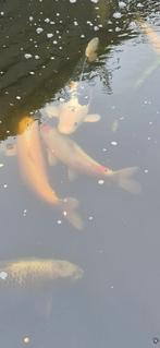 Koi vissen, Dieren en Toebehoren, Vissen | Vijvervissen, Karper of Koi