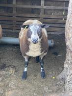 Te koop: mooie bonte zwoegervrije dekram, Mannelijk, Schaap, 0 tot 2 jaar