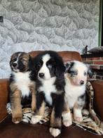Australian shepherd ....., Dieren en Toebehoren, Honden | Herdershonden en Veedrijvers, Nederland, Reu, Meerdere, Fokker | Professioneel