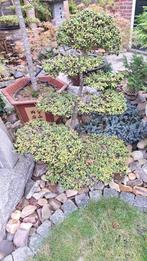 Prachtige Ilex tuinbonsai met 7 schotels  in pot, Bloeit niet, Halfschaduw, Overige soorten, 100 tot 250 cm
