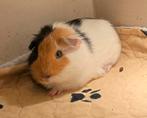 Cavia zeugje, Cavia, Vrouwelijk, Tam, Oktober