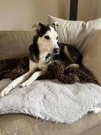 Oppas gezocht tijdens vakanties, hondje Skip, Particuliere oppas