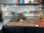Hamsterhok/terrarium, Ophalen of Verzenden, Terrarium of Paludarium