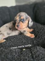 Mooie teckel pups geboren, CDV (hondenziekte), 8 tot 15 weken, Dwerg, Langhaar