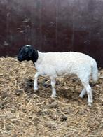 Tk Dorper rammetje van 15-6, Dieren en Toebehoren, Mannelijk, Schaap