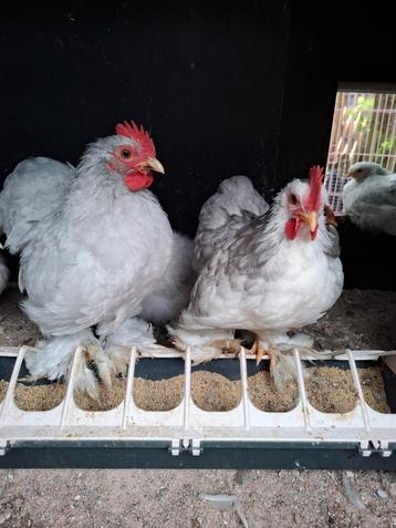 Cochin haantjes beschikbaar voor biedingen